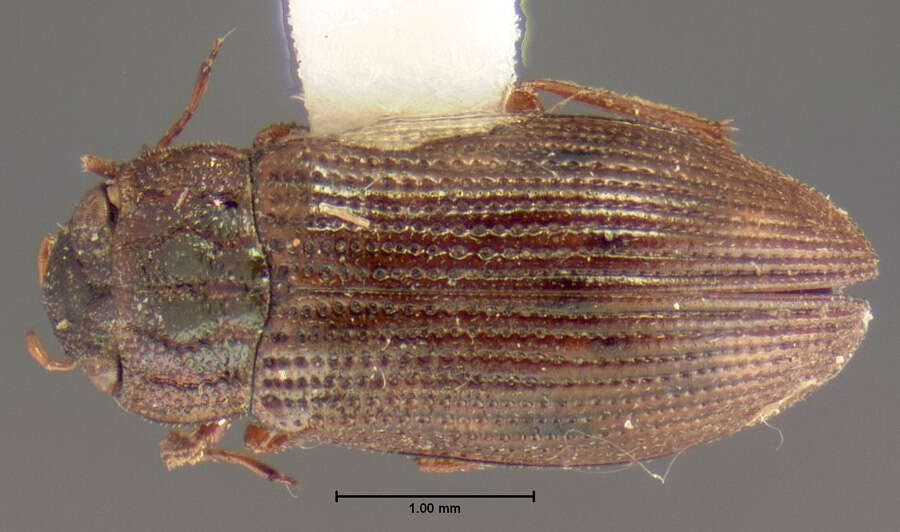 Image of Helophorus (Rhopalohelophorus) obscurus Mulsant 1844