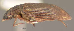 Image of Helophorus (Rhopalohelophorus) obscurus Mulsant 1844