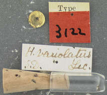 Image of Hydrochus variolatus Le Conte & J. L. 1852
