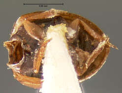 Image of Chaetarthria pallida (Le Conte & J. L. 1861)