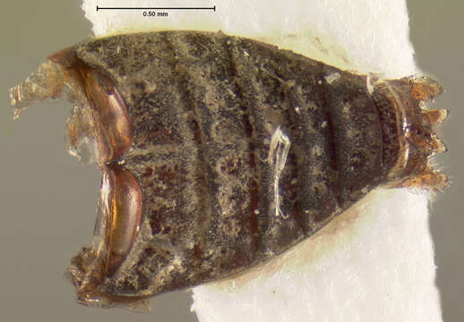 Image of Hydrochus squamifer Le Conte & J. L. 1855