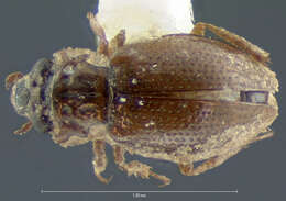 Image of Ochthebius (Gymnochthebius) fossatus Le Conte & J. L. 1855