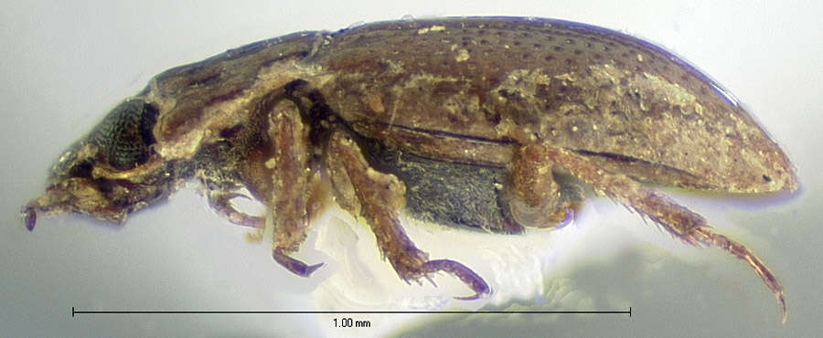 Image of Ochthebius (Gymnochthebius) fossatus Le Conte & J. L. 1855