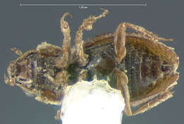 Image of Ochthebius (Gymnochthebius) fossatus Le Conte & J. L. 1855