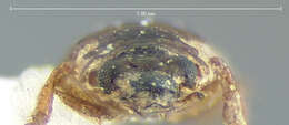 Image of Ochthebius (Gymnochthebius) fossatus Le Conte & J. L. 1855