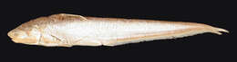 Image of Yangtse grenadier anchovy