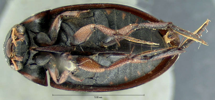 Слика од Tropisternus (Tropisternus) californicus (Le Conte & J. L. 1855)