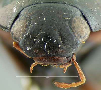 Image of Tropisternus (Tropisternus) californicus (Le Conte & J. L. 1855)