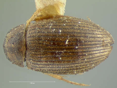 Image of Berosus