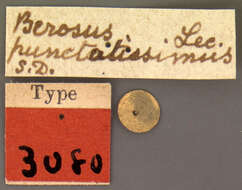 Image of Berosus (Enoplurus) punctatissimus Le Conte & J. L. 1852