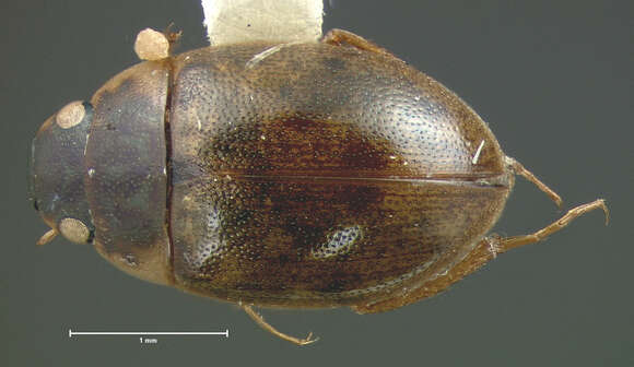 Imagem de Laccobius (Hydroxenus) ellipticus Le Conte & J. L. 1855