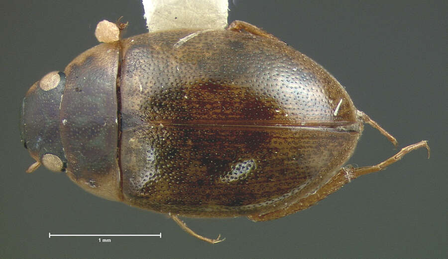 Imagem de Laccobius (Hydroxenus) ellipticus Le Conte & J. L. 1855