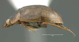 Laccobius (Hydroxenus) ellipticus Le Conte & J. L. 1855 resmi