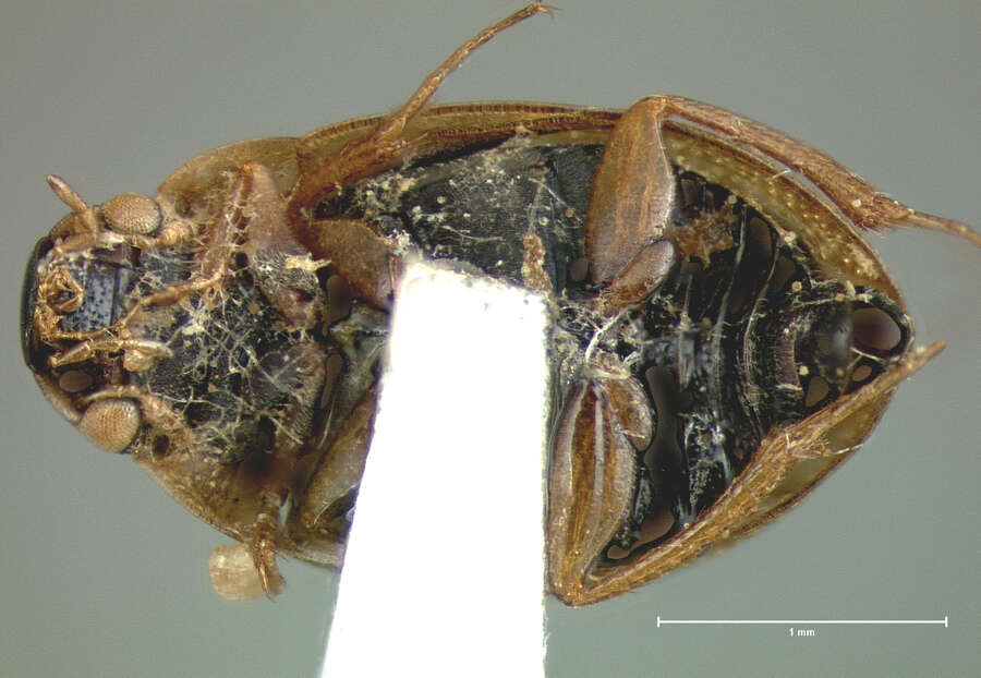 Laccobius (Hydroxenus) ellipticus Le Conte & J. L. 1855 resmi