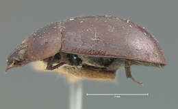 Image of Enochrus (Enochrus) carinatus (Le Conte & J. L. 1855)