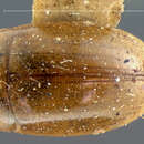 Image of Enochrus (Methydrus) pygmaeus pectoralis (Le Conte & J. L. 1855)
