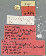 Image of Enochrus (Methydrus) pygmaeus pectoralis (Le Conte & J. L. 1855)