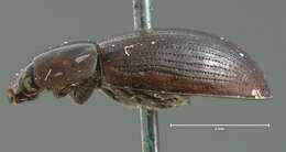 Helochares (Hydrobaticus) normatus (Le Conte & J. L. 1861)的圖片