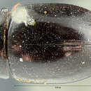 صورة Enochrus (Methydrus) consors (Le Conte & J. L. 1863)