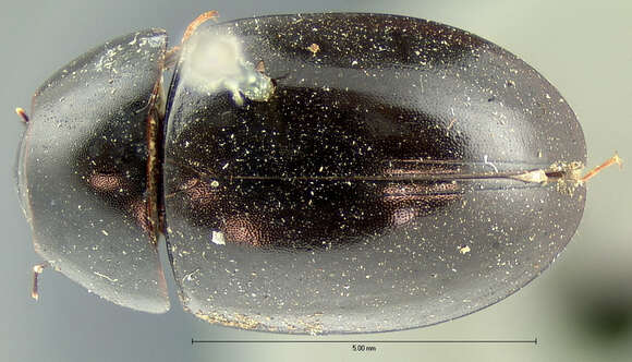 Image of Enochrus (Methydrus) consors (Le Conte & J. L. 1863)