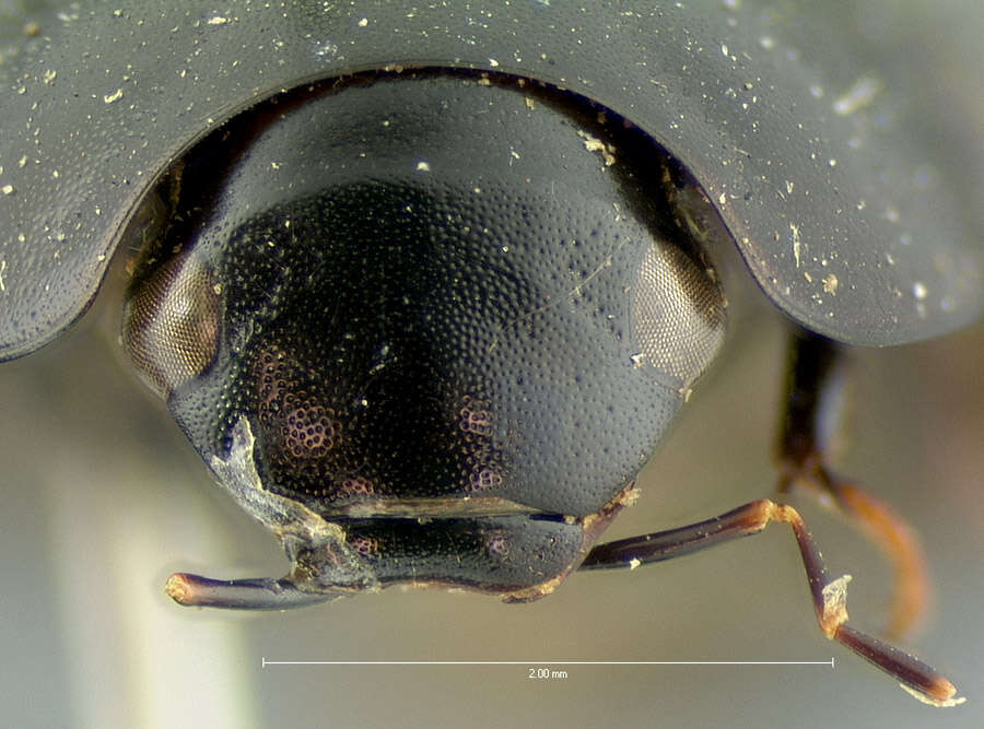 Image of Enochrus (Methydrus) consors (Le Conte & J. L. 1863)