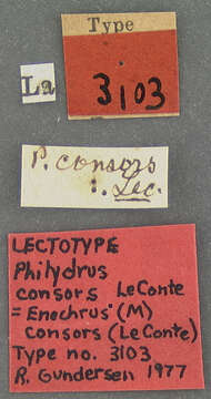 Image of Enochrus (Methydrus) consors (Le Conte & J. L. 1863)