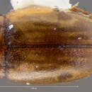 Image of <i>Hydroporus macularis</i> Statz 1939