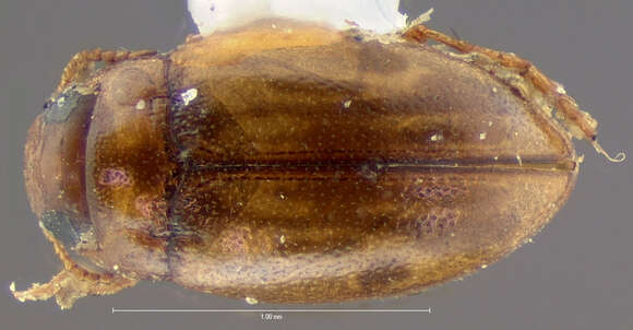 Image of <i>Hydroporus macularis</i> Statz 1939