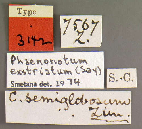 Image of Phaenonotum exstriatum (Say 1835)