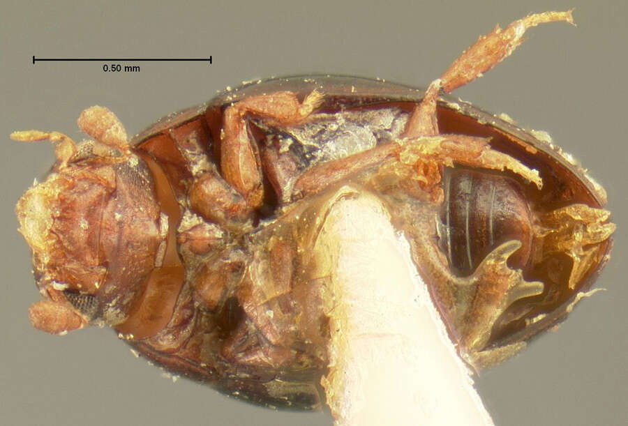 Tectosternum naviculare (Zimmermann & C. 1869)的圖片