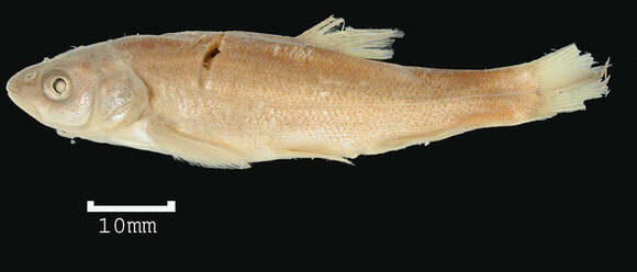 Image of Utah Chub