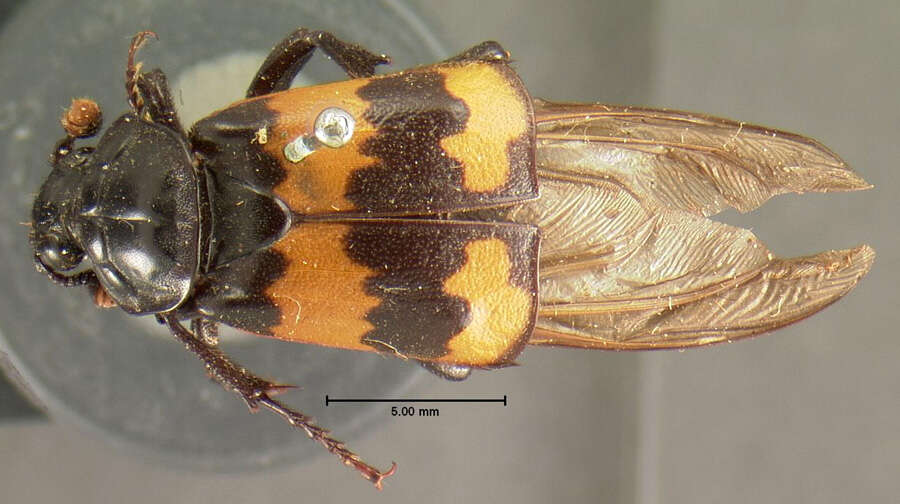 Image of Nicrophorus (Nicrophorus) investigator (Zetterstedt 1824)