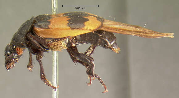 Plancia ëd Nicrophorus (Nicrophorus) investigator (Zetterstedt 1824)