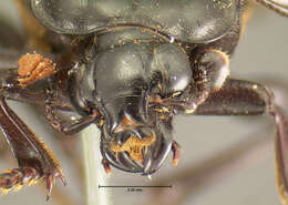 Image of Nicrophorus (Nicrophorus) investigator (Zetterstedt 1824)