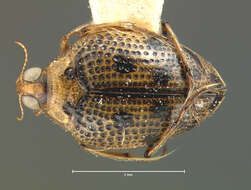 Image of crawling water beetles