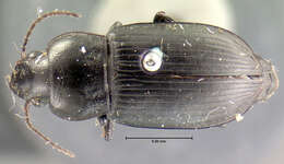 Anisodactylus (Anisodactylus) similis Le Conte 1851 resmi