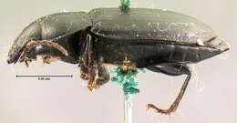 Anisodactylus (Anisodactylus) similis Le Conte 1851 resmi