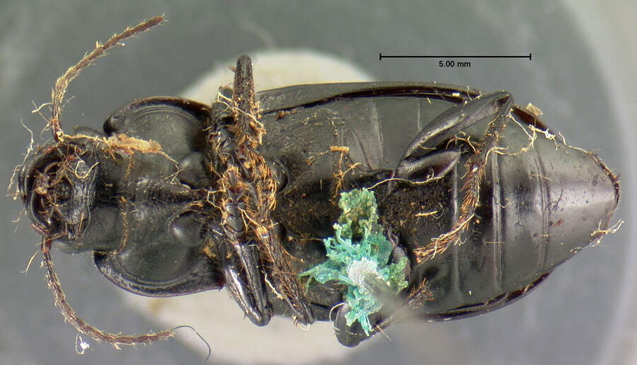 Anisodactylus (Anisodactylus) similis Le Conte 1851 resmi