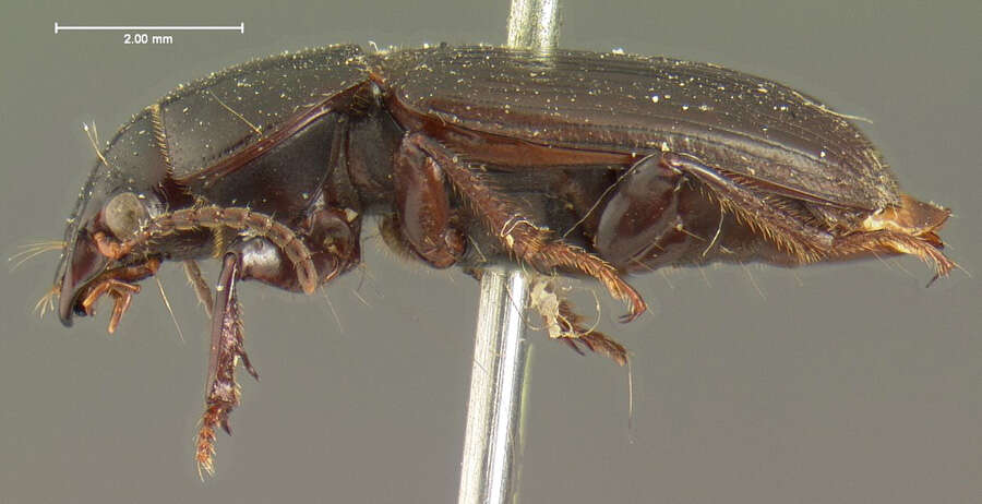 Anisodactylus (Anadaptus) pitychrous Le Conte 1861 resmi