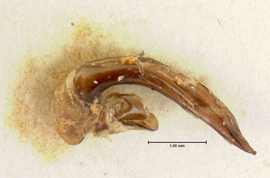 Image of Anisodactylus (Anadaptus) porosus (Motschulsky 1845)