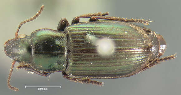 Anisodactylus (Anadaptus) porosus (Motschulsky 1845) resmi