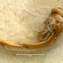 Image de Anisodactylus (Anadaptus) rudis Le Conte 1863