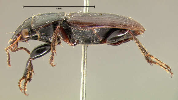 Image of Anisodactylus (Anadaptus) rudis Le Conte 1863