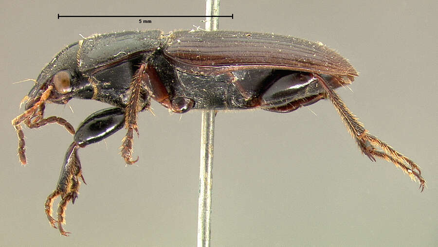 Plancia ëd Anisodactylus (Anadaptus) rudis Le Conte 1863