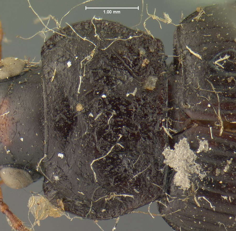 Image of Anisodactylus (Spongopus) verticalis (Le Conte 1847)