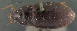 صورة Notiobia (Anisotarsus) sayi (Blatchley 1910)