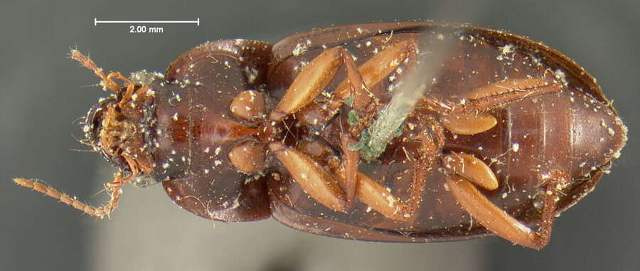 صورة Notiobia (Anisotarsus) sayi (Blatchley 1910)