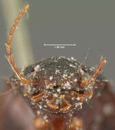 صورة Notiobia (Anisotarsus) sayi (Blatchley 1910)