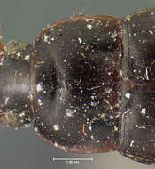 صورة Notiobia (Anisotarsus) sayi (Blatchley 1910)