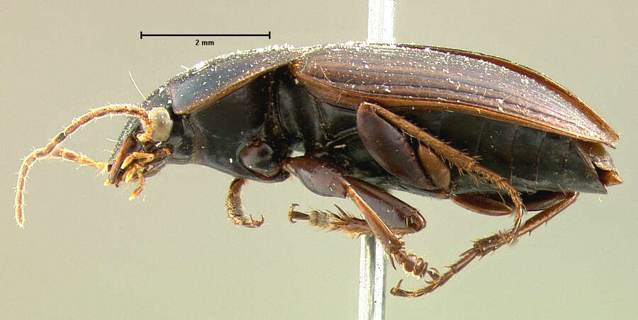 Image of Anisodactylus (Aplocentrus) caenus (Say 1823)